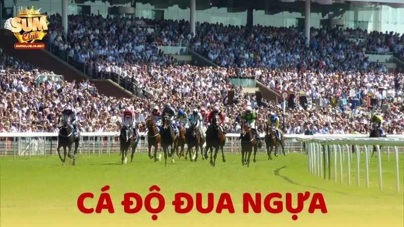 Cá độ đua ngựa