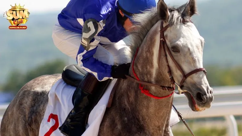 Kinh nghiệm chọn chiến mã thắng lớn khi cá độ đua ngựa