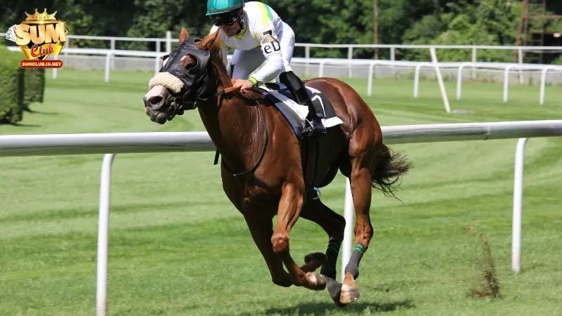 Quy trình cá độ đua ngựa thường được thiết kế đơn giản